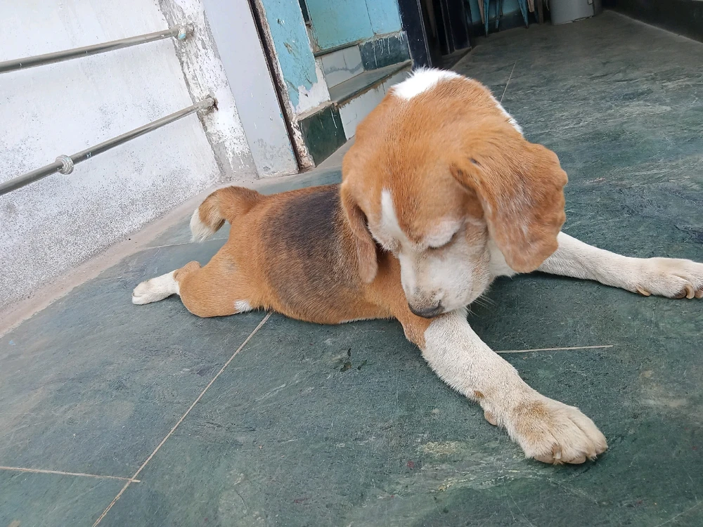 Image uploaded by Bishmay Mohanty