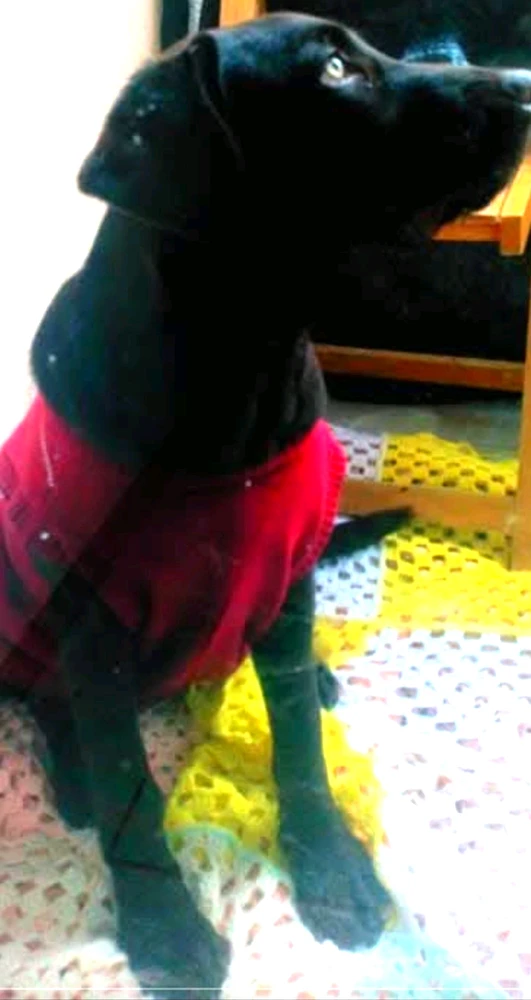 Tenía que escribir antes de que lo olvide