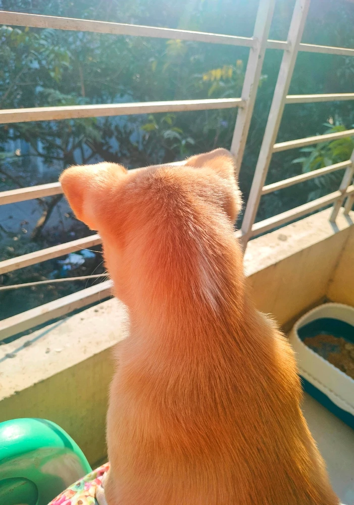 Snigdha 🧿 上傳的 GIF