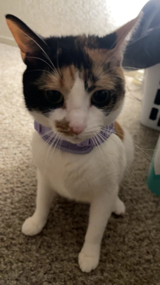 Quinn(e)k igotako irudia