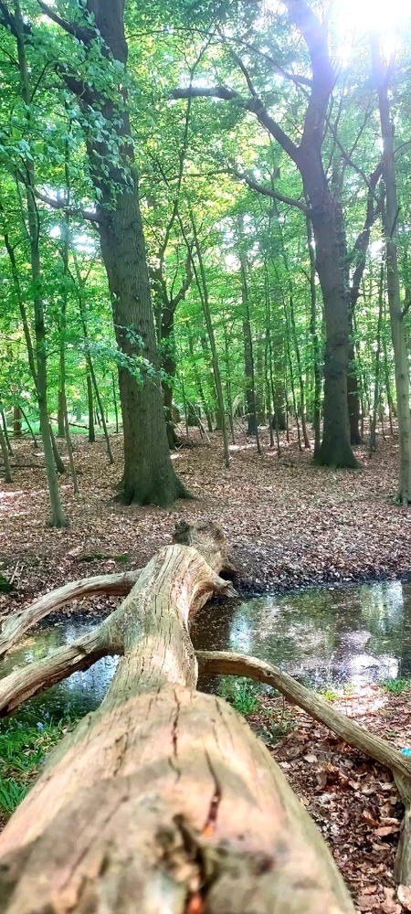 Image uploaded by Captain Dan