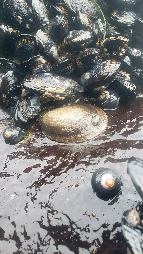 Massive Owl Limpet