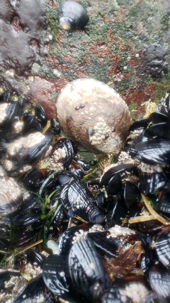 I don't eat limpets (O-pee-hi)