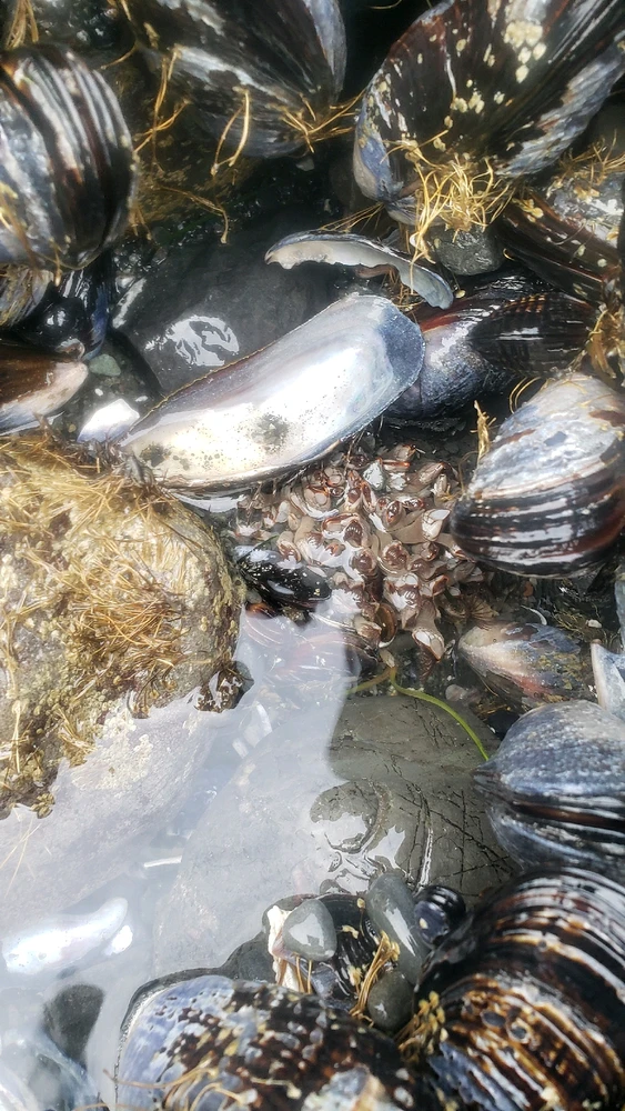 Looks like a cluster of gooseneck barnacles