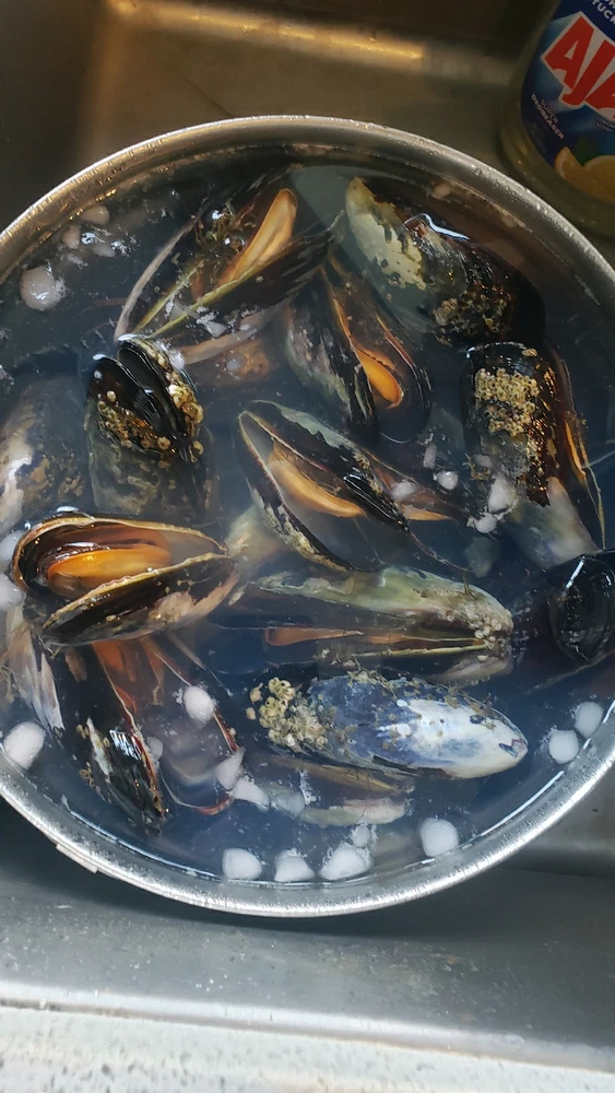 Sustainable Wild Black Mussels