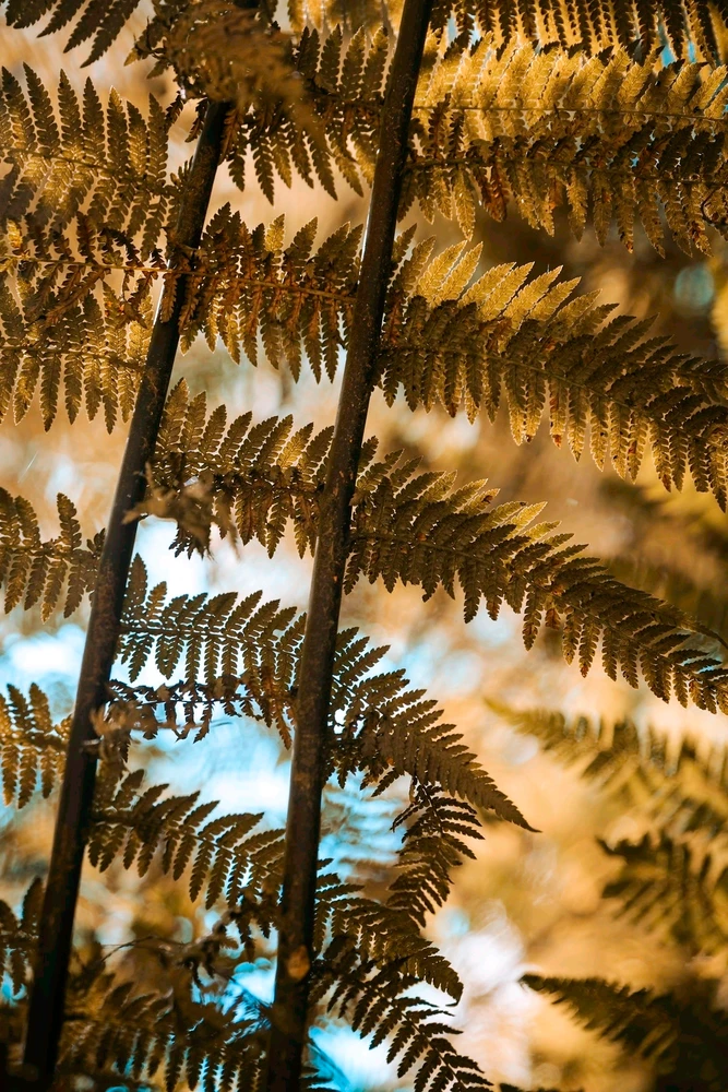Golden ferns