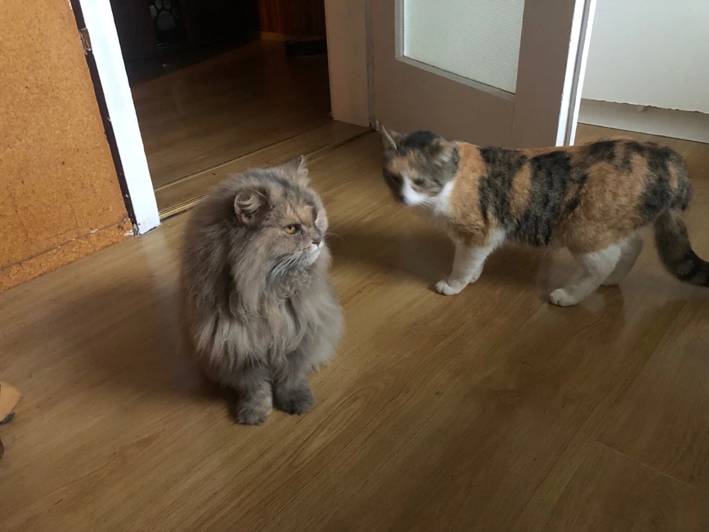 Sliko je naložil Mirko