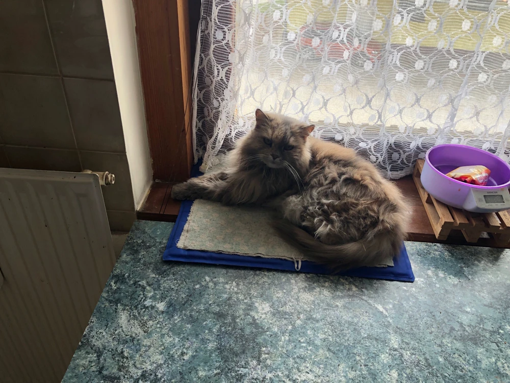 Sliko je naložil Mirko