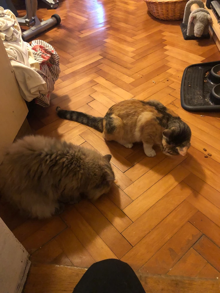 Sliko je naložil Mirko