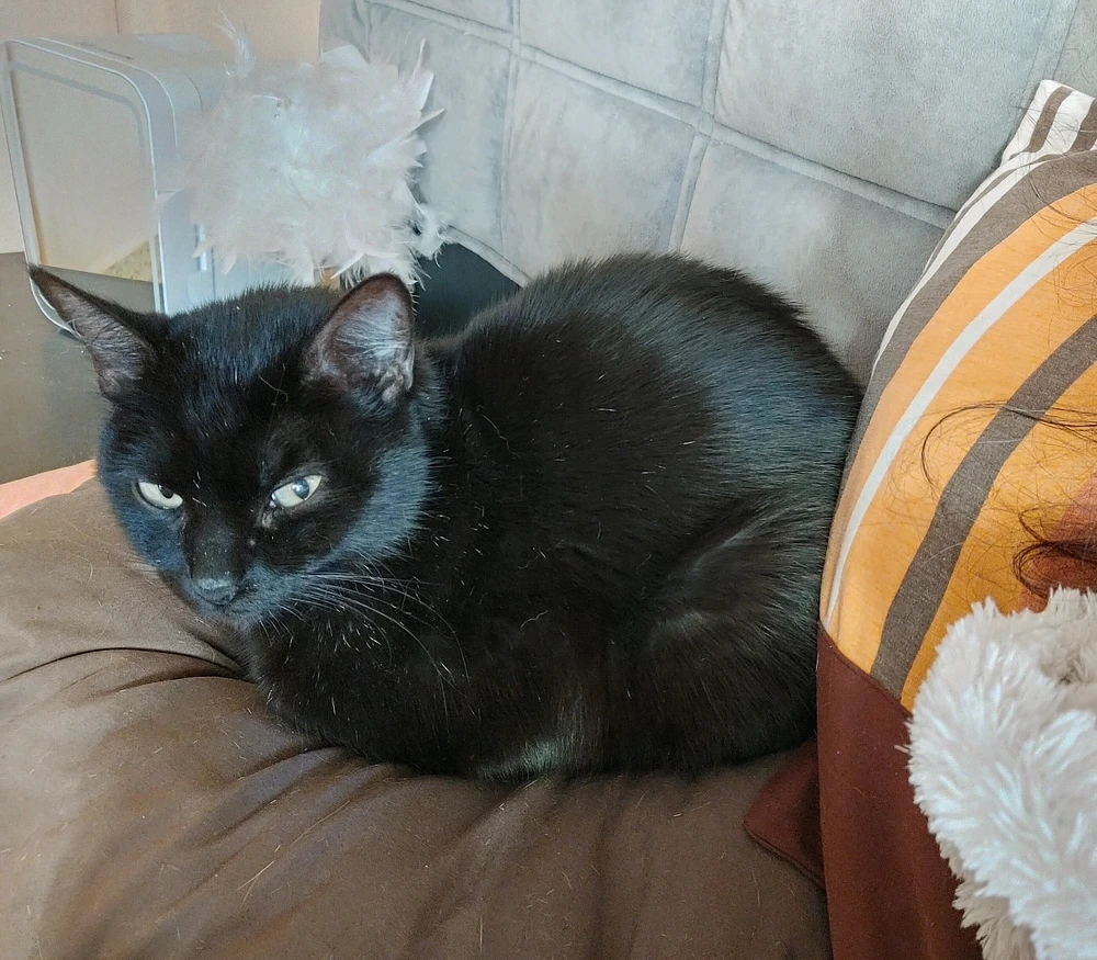 ❤ Sophia aka Mango Mami ❤️ 上傳的 GIF