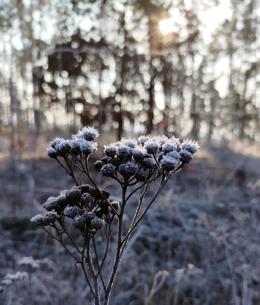 GIF nahrál Švadlena kytaristka