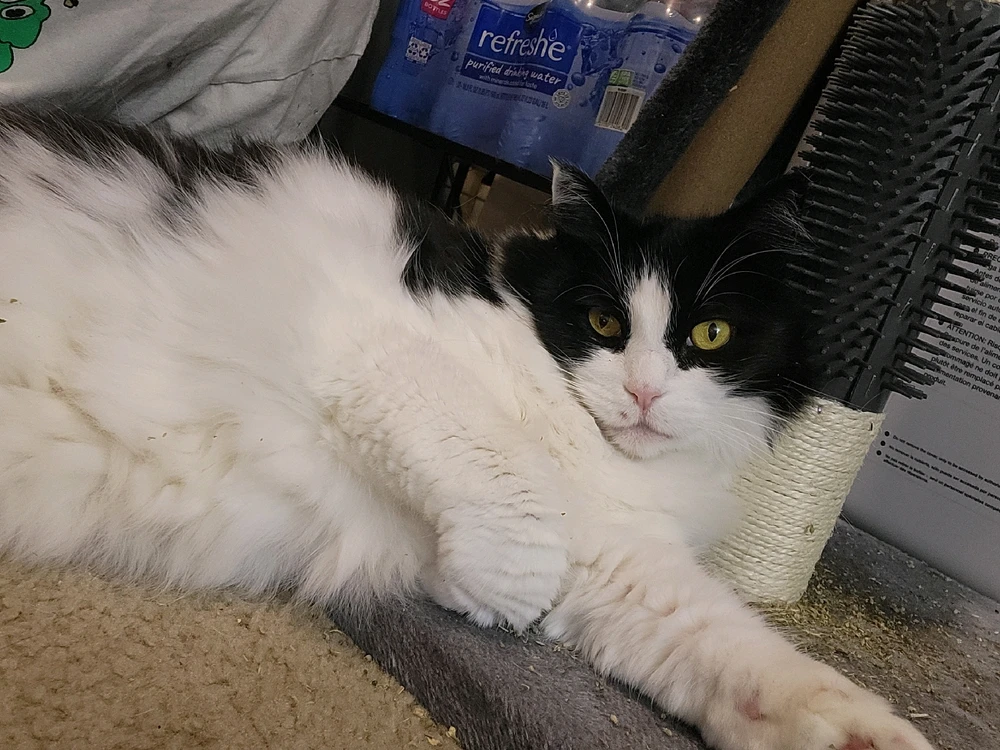 GIF uploaded by Dylan