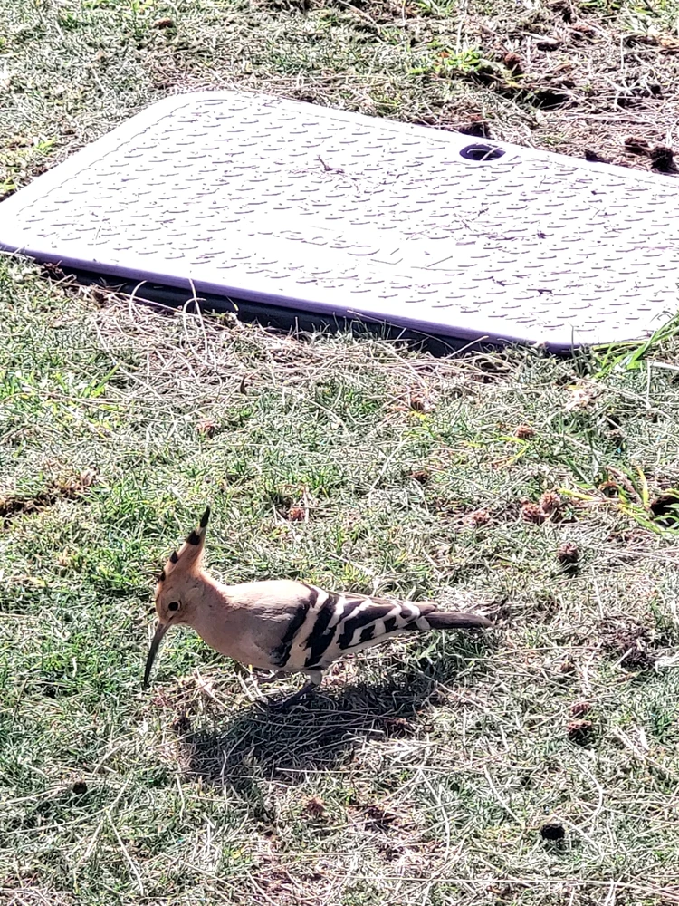 Bild uppladdad av Keyur Vithlani