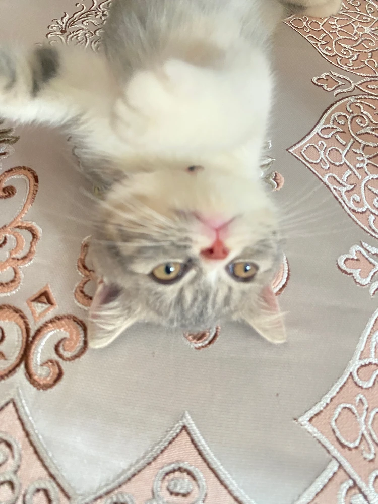 Image uploaded by Dewi