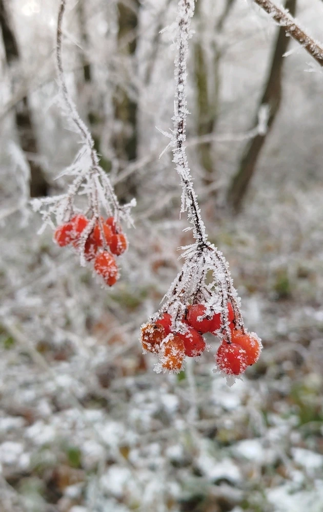 GIF nahrál Švadlena kytaristka