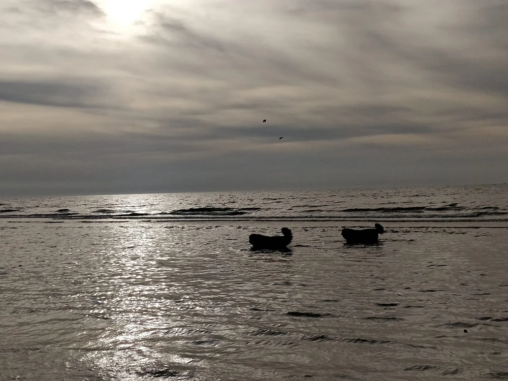 Afbeelding geüpload door William