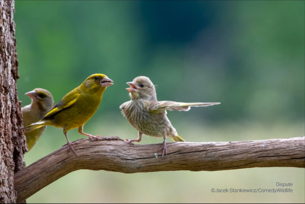 Quelques photos des "Comedy Wildlife Photography Awards", connaissez-vous ?