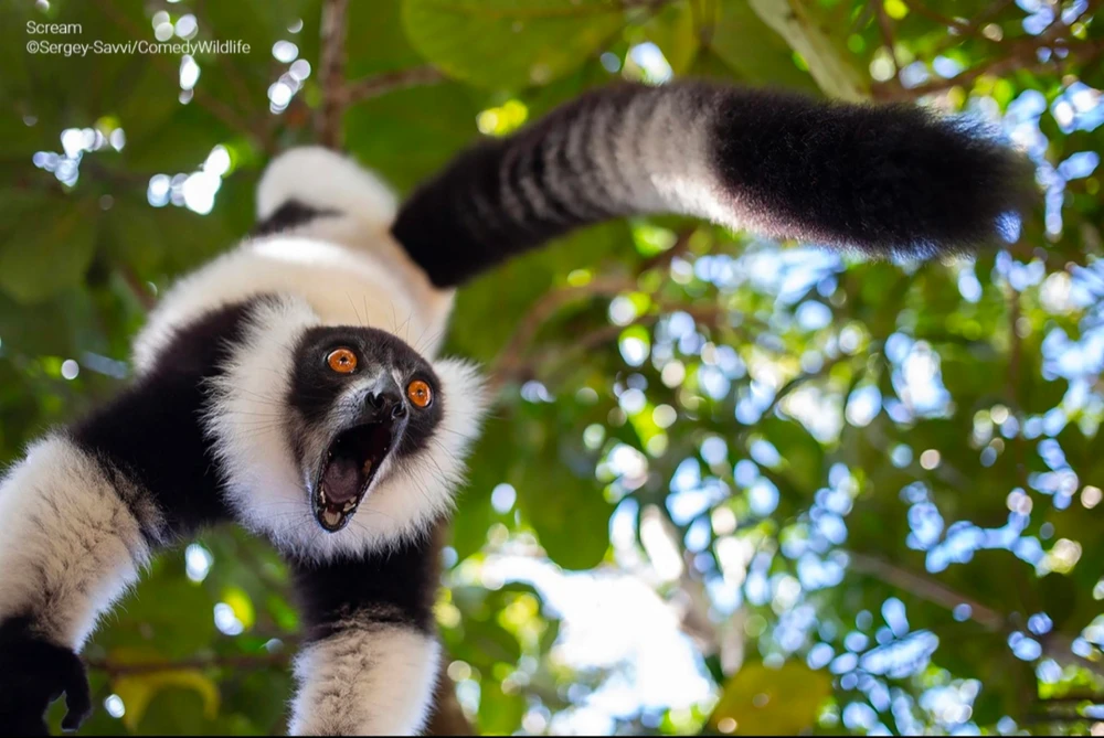 Quelques photos des "Comedy Wildlife Photography Awards", connaissez-vous ?