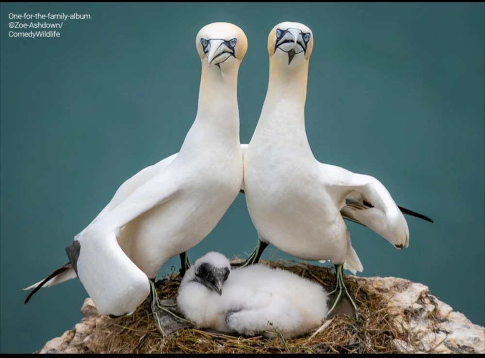 Quelques photos des "Comedy Wildlife Photography Awards", connaissez-vous ?