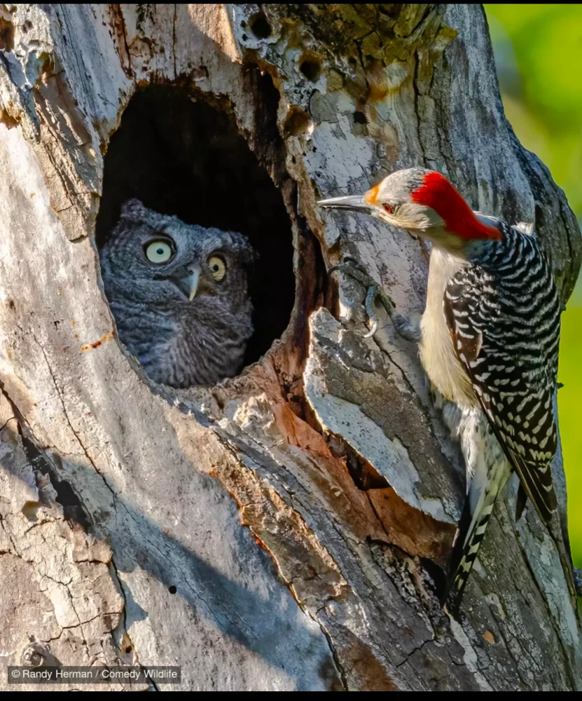 Quelques photos des "Comedy Wildlife Photography Awards", connaissez-vous ?