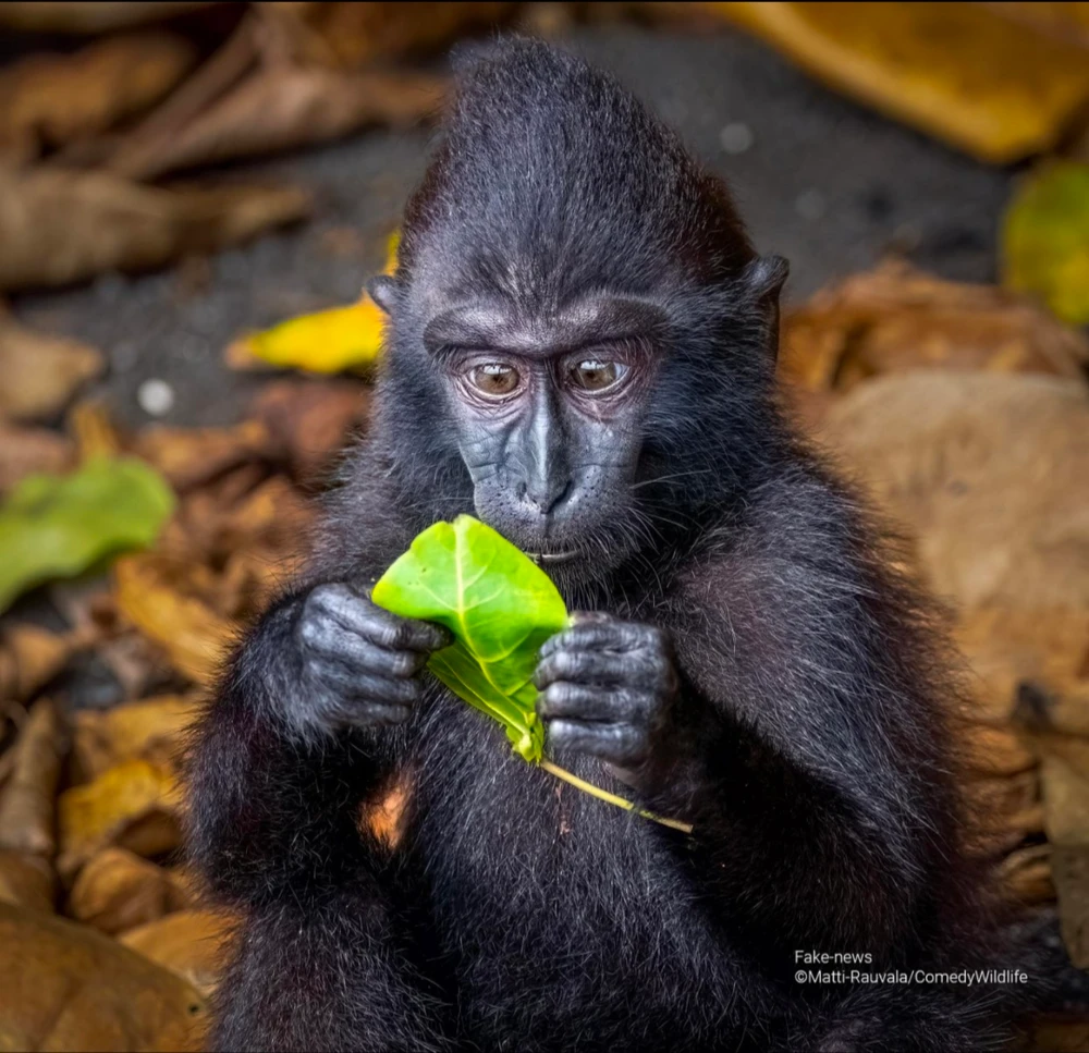 Quelques photos des "Comedy Wildlife Photography Awards", connaissez-vous ?