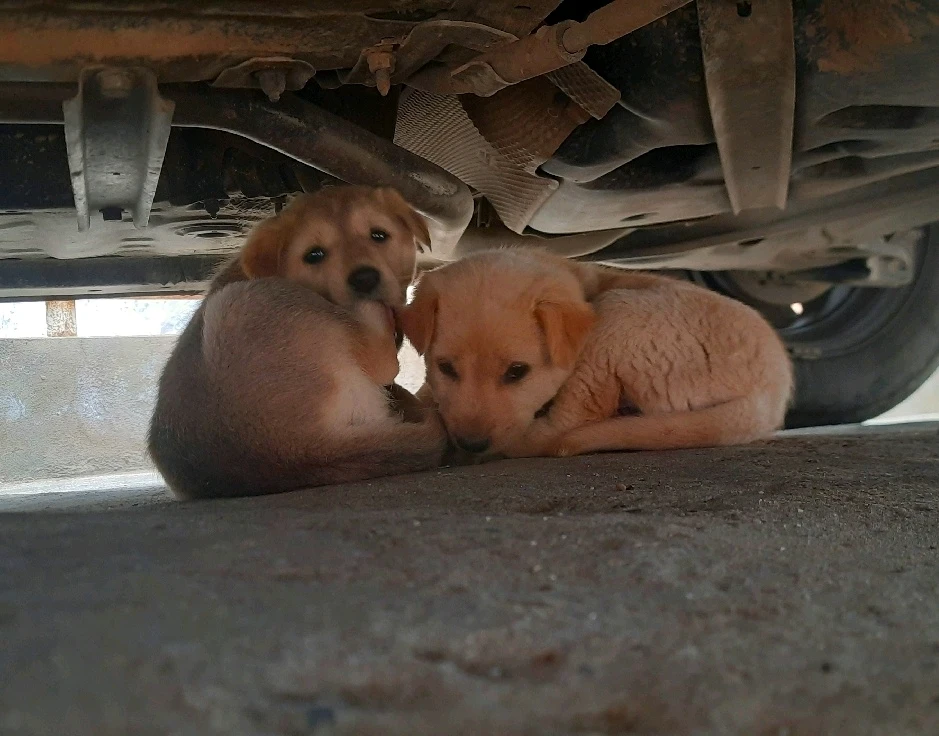 Cute puppies