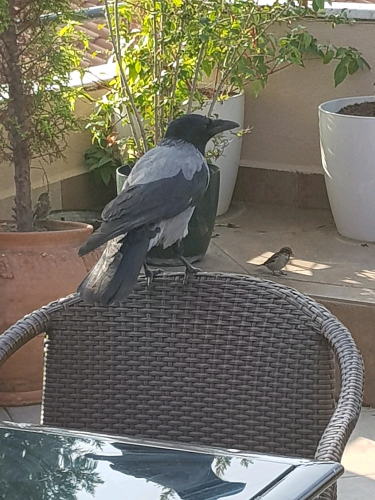 GIF diunggah dening Kage