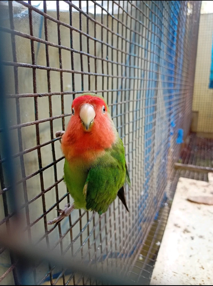 Vishnu അപ്ലോഡ് ചെയ്ത GIF