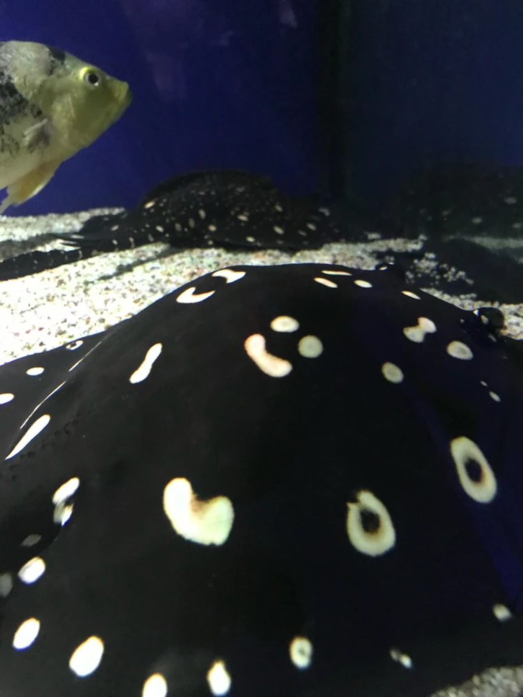 Image uploaded by NaDi