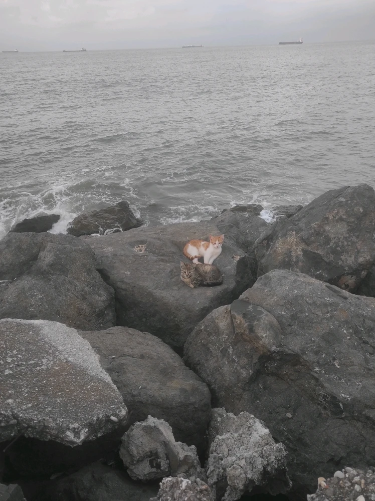 GIF uploaded by Muhammed