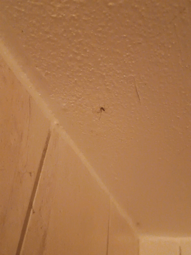 GIF nahrál Tomáš (Chlupčis)