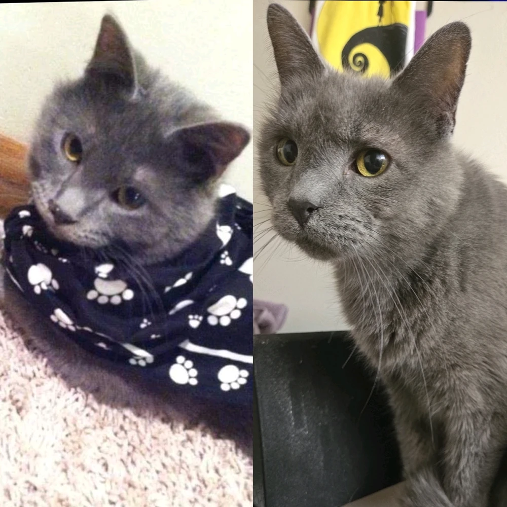 Nermal