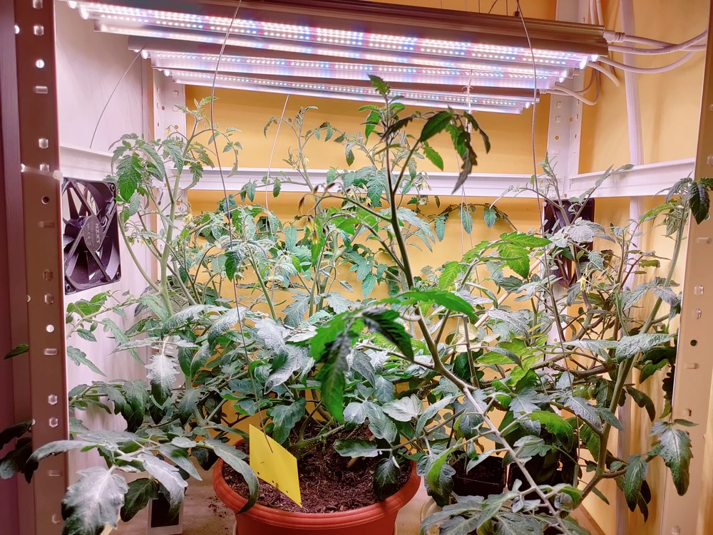 Gambar diunggah dening DoktorM23