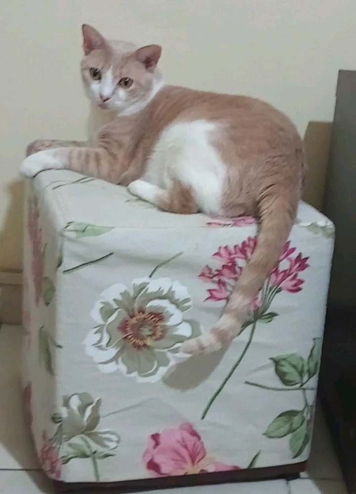 Artur HP 上傳的 GIF