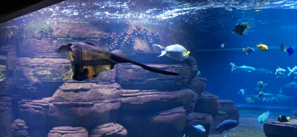 Bild hochgeladen von santōṣavat eka