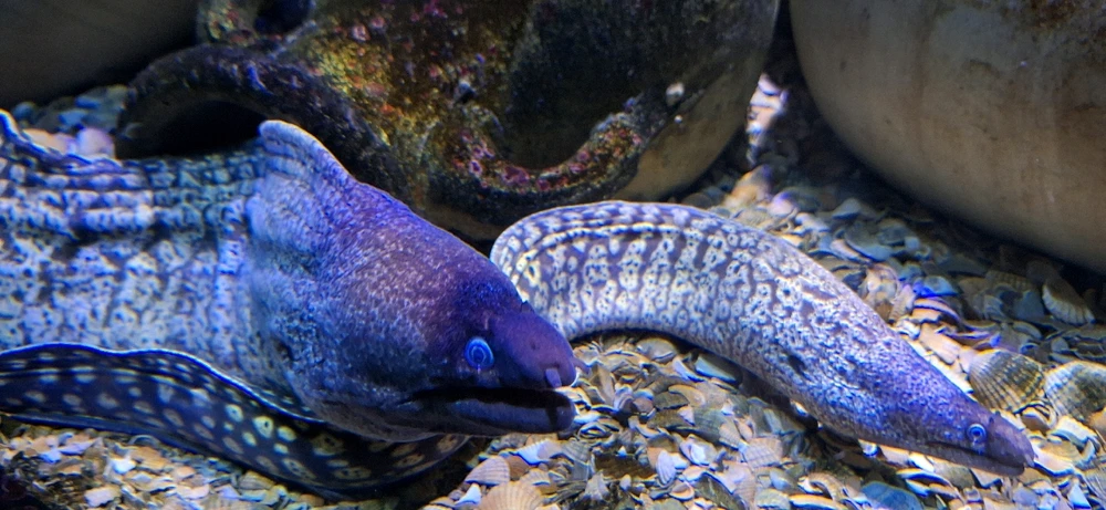 Bild hochgeladen von santōṣavat eka