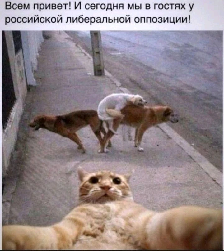 И ещё о политике