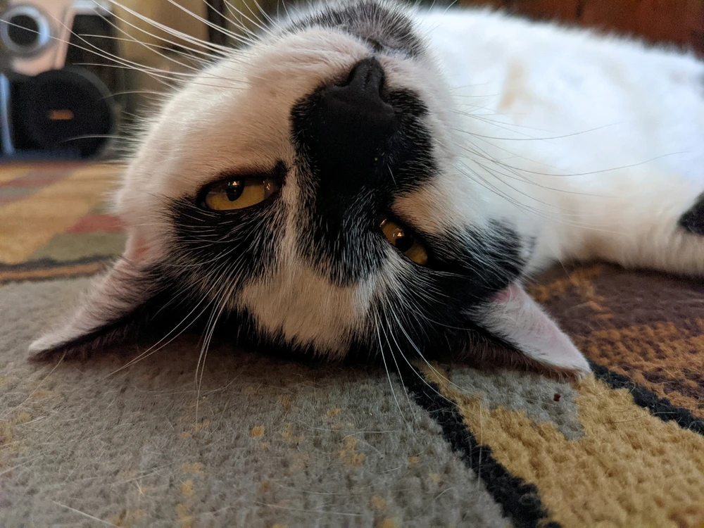 Image uploaded by Wayne Carr Jr.