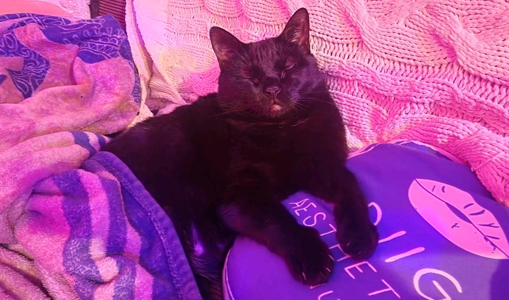 GIF uploaded by minuet