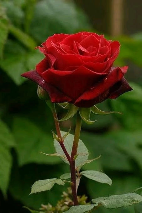 Ashok అప్‌లోడ్ చేసిన GIF