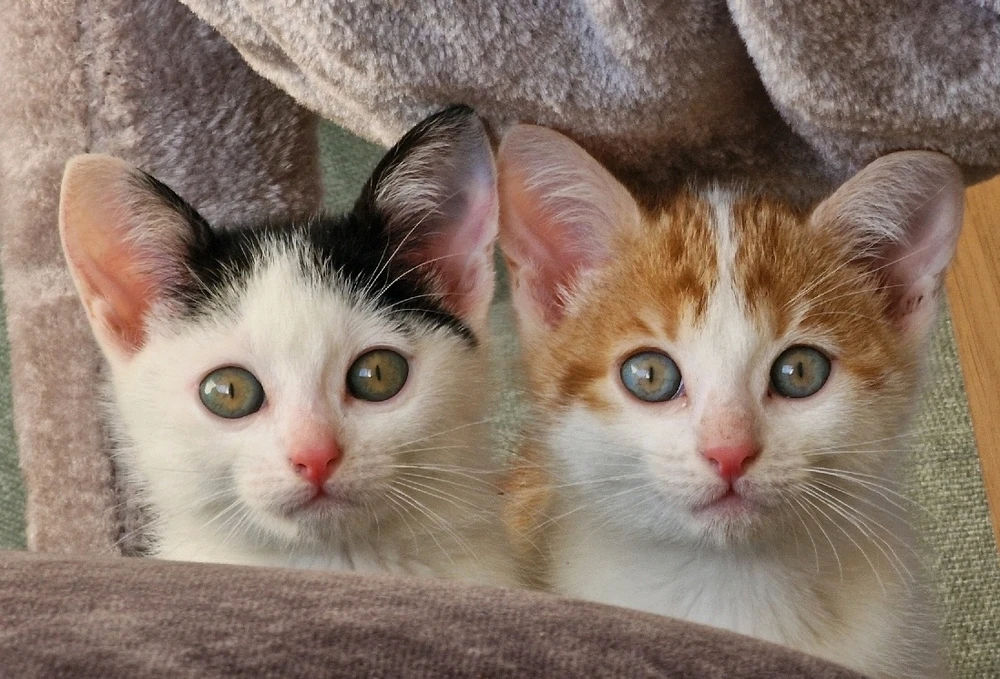 Afbeelding geüpload door Dewi