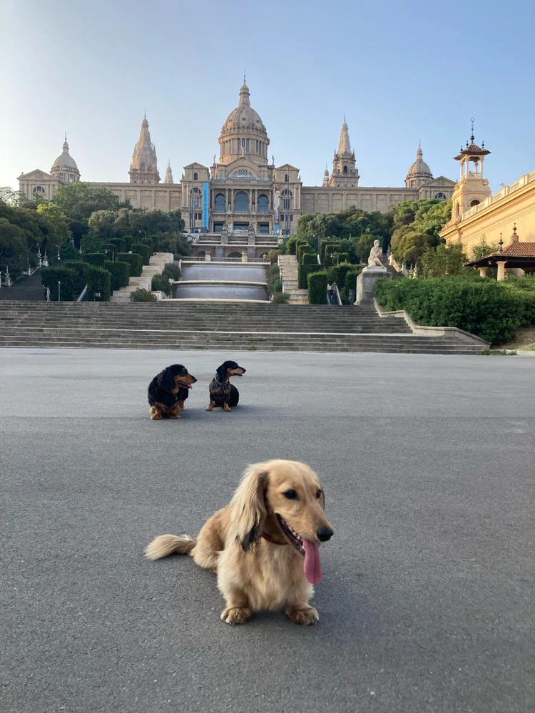 Dachshunds in Barcelona