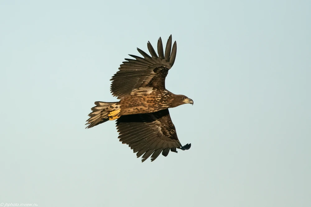 Bild uppladdad av Joel