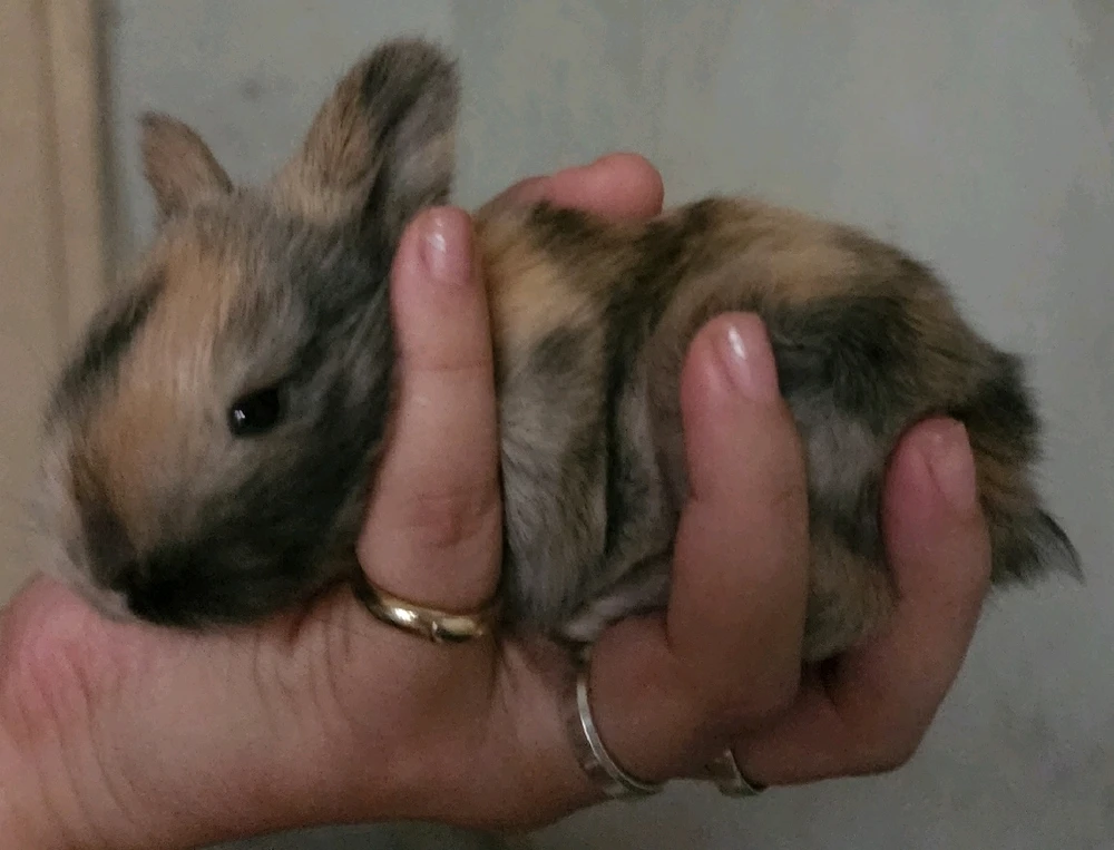 Imagem enviada por Lohana Mara