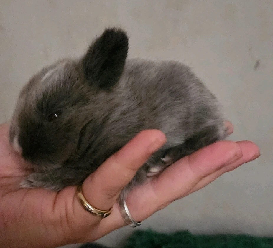 Imagem enviada por Lohana Mara