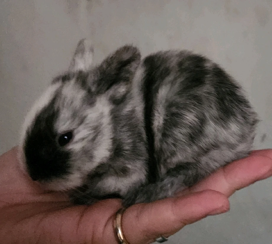 Imagem enviada por Lohana Mara