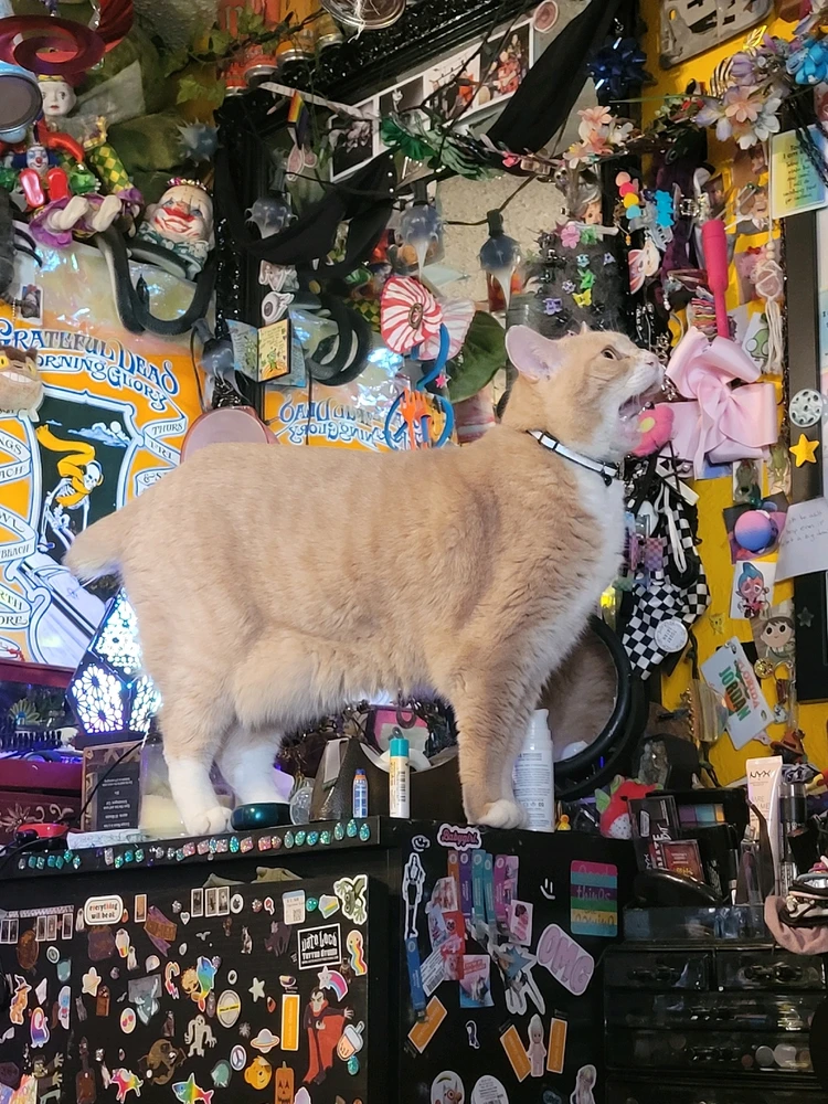 Gambar diunggah dening Thea