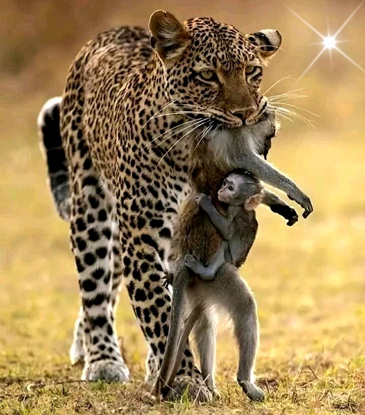 L'Amour, non seulement n'est jamais éternel, mais, surtout il n'existe pas, ... ❗