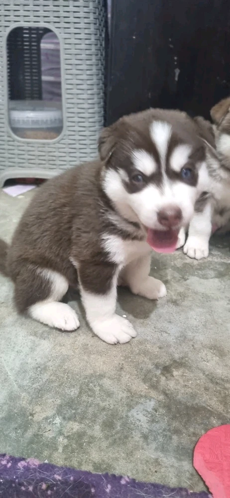 Image uploaded by Khen