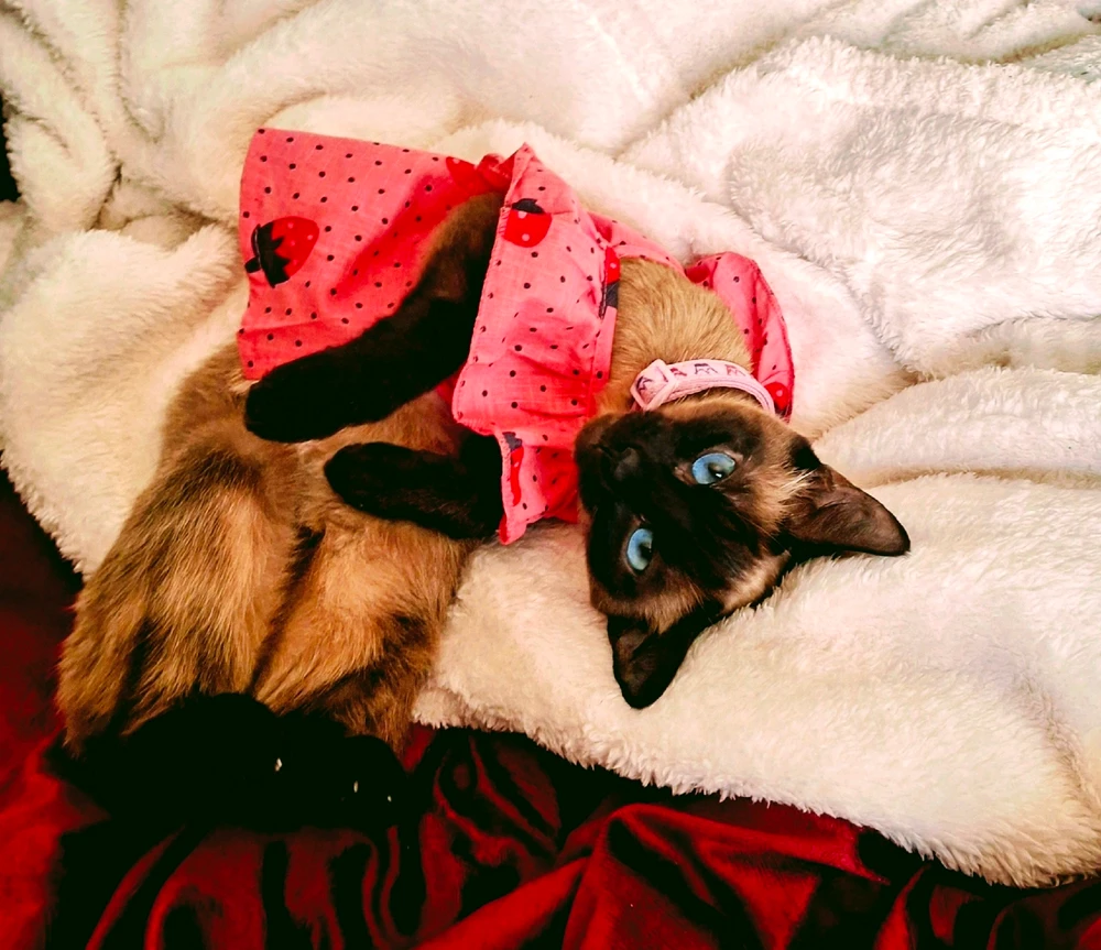 Image uploaded by Kimmy